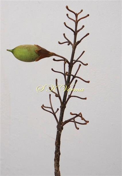  Inflorescence with one fruit